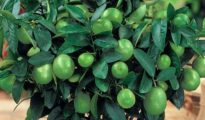 How to Grow Lime Trees From Seeds