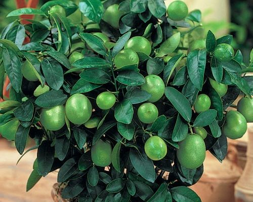 How to Grow Lime Trees From Seeds
