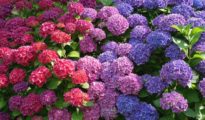 5 Expert Gardening Tips for Growing Hydrangeas