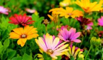 How to Plant Flowers For Beginners