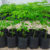 How to Grow Moringa Trees