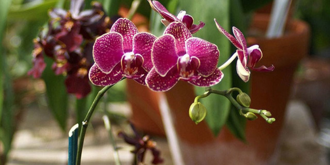 How to Water Orchids Correctly: A Guide to Watering Orchids The Right Way