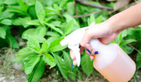 DIY Garden Insecticide