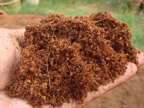 What is Coconut Coir