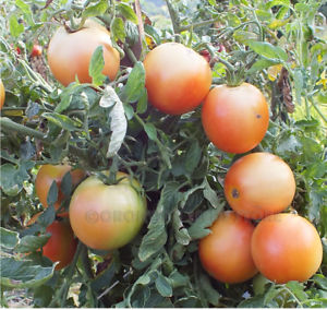 How to Grow Long Keeper Tomatoes