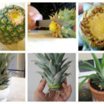 growing pineapple crown