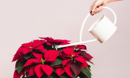 How Often Do You Water Poinsettias? And Other Poinsettia Plant Care Tips