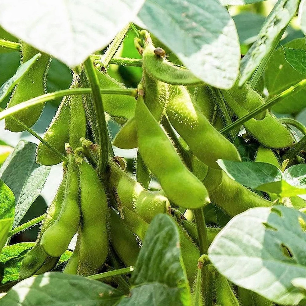 How to Grow Edamame Plants - Plant Instructions