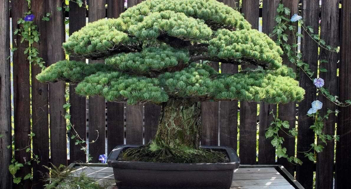 The Beginner’s Guide to Bonsai: Cultivating Miniature Trees in Your Home