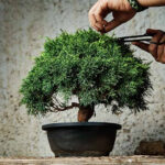How to Grow a Bonsai Tree From Seed