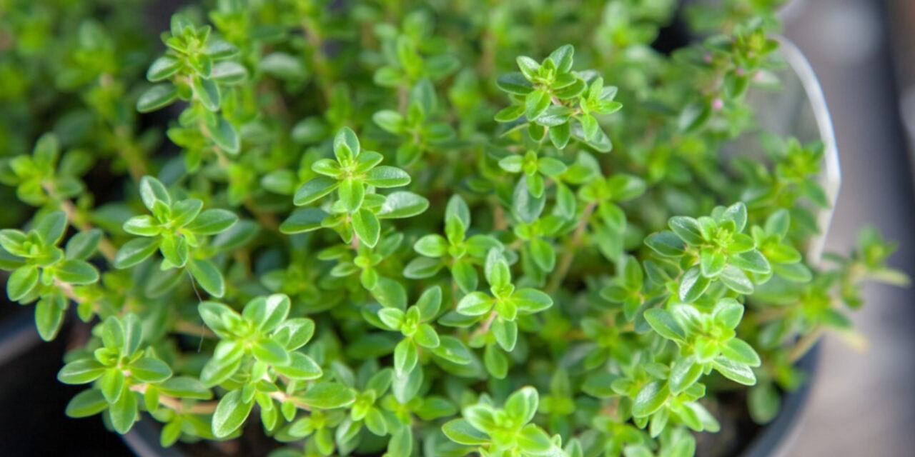 How to Grow Thyme From Seed
