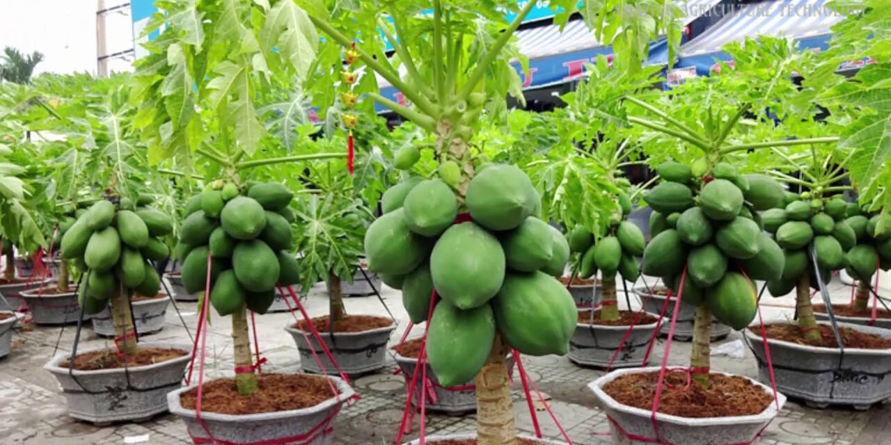 How to Grow Papaya in Pots