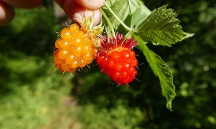 What Are Salmonberries?