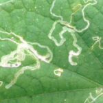 How to Identify and Get Rid of Leaf Miners