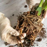 What is Root Rot and How to Treat It