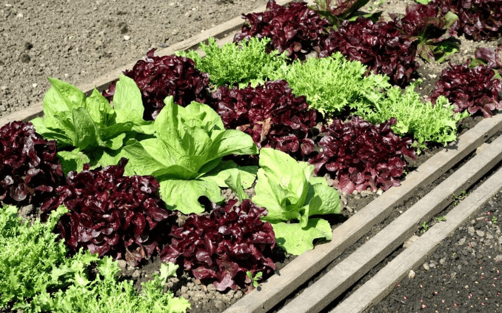 Growing Your Own Salad: Tips for a Bountiful Vegetable Garden