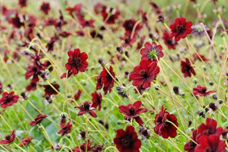 How to Grow Chocolate Cosmos
