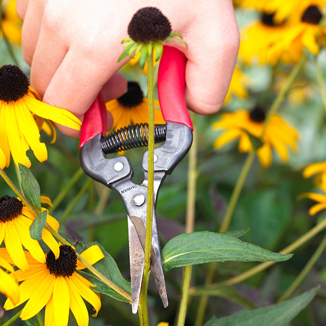 How to Deadhead Black Eyed Susans Plant Instructions