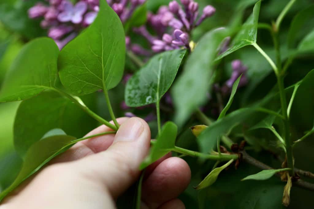 a-comprehensive-guide-on-growing-lilacs-from-cuttings-plant-instructions