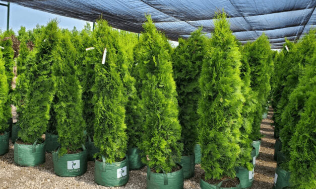 Simple Tips For Transplanting Cedar Trees With Ease