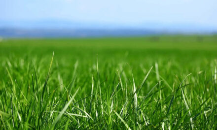 A Guide to Achieving Greener and Healthier Grass: Unveiling the Secrets to Lush