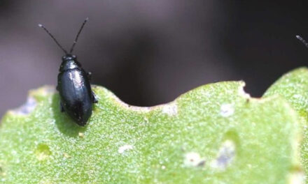 How to Get Rid of Flea Beetles in Your Garden