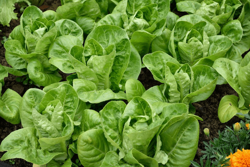 How to Grow Little Gem Lettuce: A Guide to Cultivating Miniature Greens